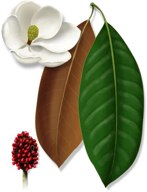 Magnolia Flower Seed Pod Leaves Illustration PNG image