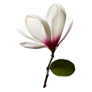 Magnolia Flower Silhouette PNG 06252024