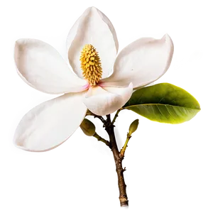 Magnolia Flower Silhouette PNG Nnt
