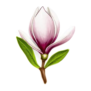 Magnolia Flower Sketch PNG Vso48
