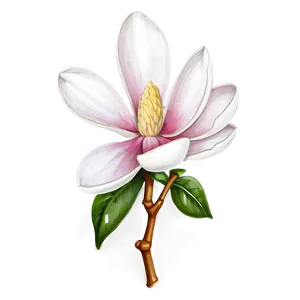 Magnolia Flower Sketch PNG Wtj6