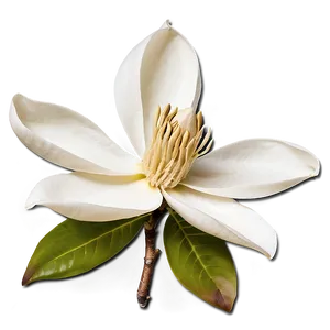 Magnolia Flower Sticker Png 87 PNG image