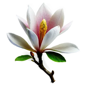 Magnolia Flower Tattoo Design PNG 11 PNG