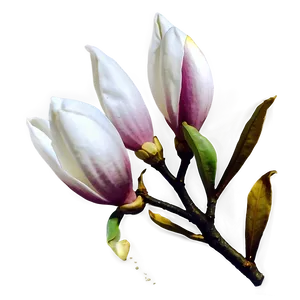 Magnolia Flower Transparent PNG 48 PNG