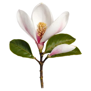 Magnolia Flower Transparent PNG Mcr10 PNG