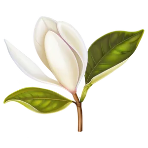 Magnolia Flower Vector PNG Vmg
