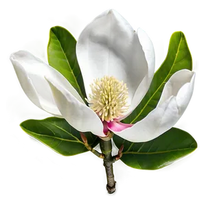 Magnolia Flower Wallpaper PNG 41 PNG