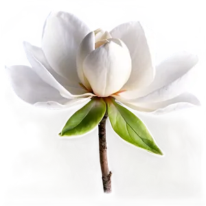 Magnolia Flower Wallpaper PNG Fii18 PNG