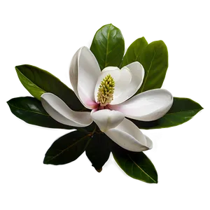 Magnolia Flower Wallpaper Png Jkp PNG image