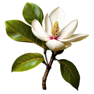 Magnolia Flower With Leaves PNG 24