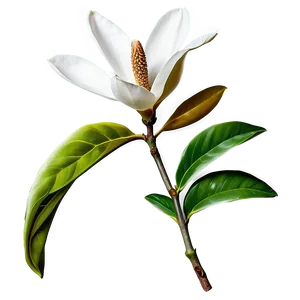 Magnolia Flower With Leaves PNG Vap