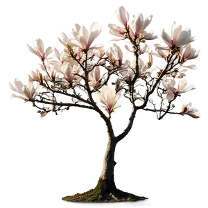 Magnolia Tree At Golden Hour PNG Ocg27 PNG