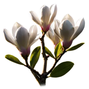 Magnolia Tree At Golden Hour PNG Ror3 PNG