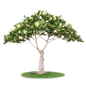 Magnolia Tree Canopy Shade PNG 06212024 PNG
