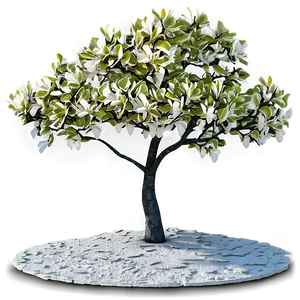 Magnolia Tree Canopy Shade PNG 87
