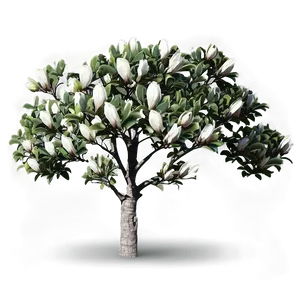 Magnolia Tree Canopy Shade PNG 87