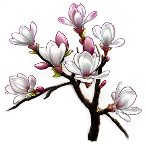 Magnolia Tree In Bloom Png 06212024 PNG image