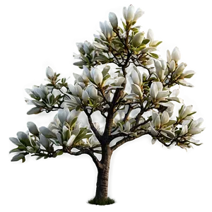 Magnolia Tree In Foggy Morning PNG 06212024