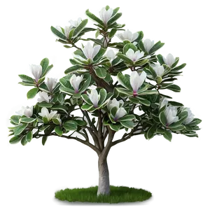 Magnolia Tree In Foggy Morning PNG 06212024 PNG