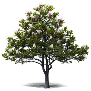 Magnolia Tree In Foggy Morning PNG Btk PNG