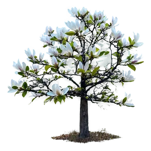 Magnolia Tree In Foggy Morning PNG Fwy PNG