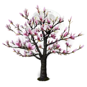 Magnolia Tree In Full Moon PNG 06212024
