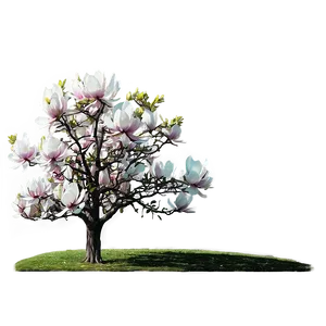 Magnolia Tree In Full Moon PNG Hwn22 PNG