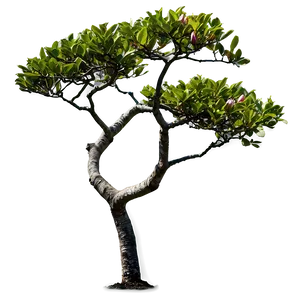 Magnolia Tree In Japanese Garden PNG 87 PNG