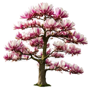Magnolia Tree In Japanese Garden PNG All PNG