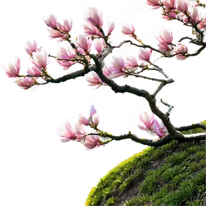 Magnolia Tree In Japanese Garden PNG Ulf PNG