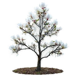 Magnolia Tree In Mist PNG 06212024