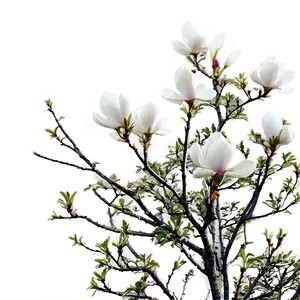 Magnolia Tree In Mist PNG Qga