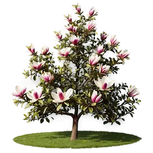 Magnolia Tree In Urban Landscape PNG 84 PNG