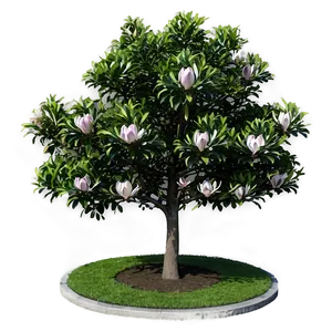 Magnolia Tree In Urban Landscape PNG Vri