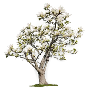 Magnolia Tree In Wind PNG 06212024