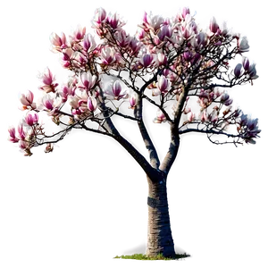Magnolia Tree In Wind PNG Oxu