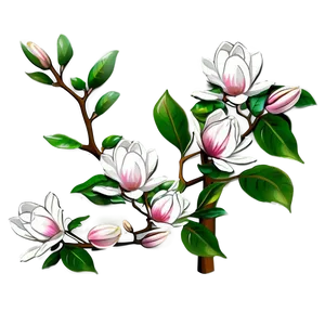 Magnolia Tree Line Drawing PNG Xus PNG