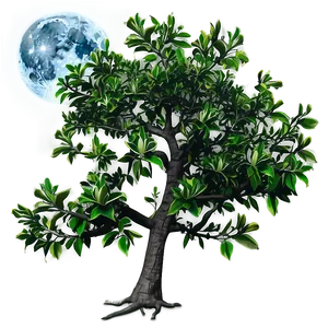 Magnolia Tree Under Moonlight Png Xru62 PNG image