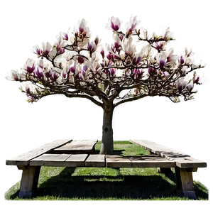 Magnolia Tree With Bench Underneath PNG 06212024 PNG