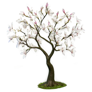 Magnolia Tree With Carved Heart PNG Upn PNG