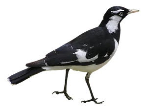 Magpie Bird Black White Background