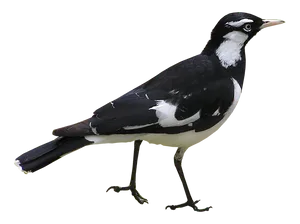 Magpie Lark Bird Profile PNG