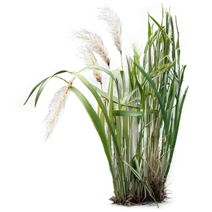 Maiden Grass Design Png 06212024 PNG image