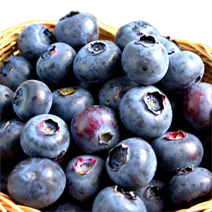 Maine Blueberry Harvest Png Dwx97 PNG image