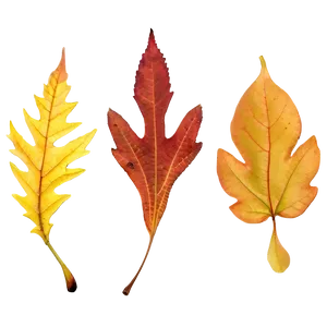 Maine's Colorful Autumn Leaves Png 97 PNG image