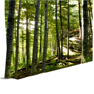 Maine's Forest Wilderness Png Hrv PNG image