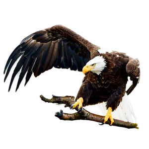 Majestic American Eagle PNG Slm