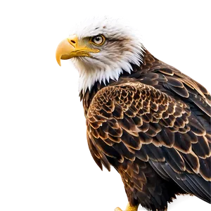 Majestic American Eagle PNG Wfn80 PNG