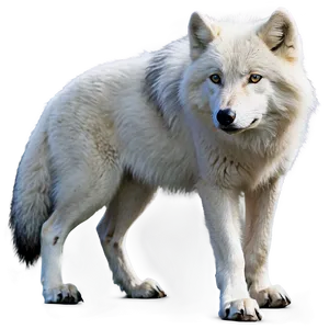 Majestic Arctic Wolf Png 40 PNG image