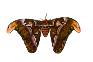 Majestic Atlas Moth Spread Wings